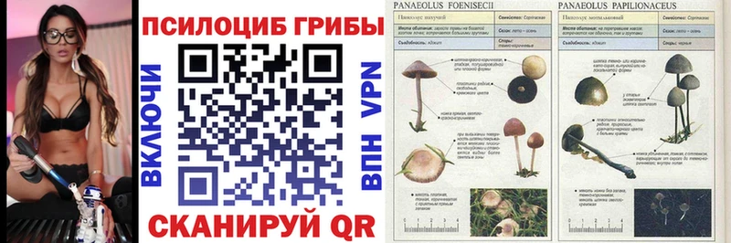 Галлюциногенные грибы Psilocybe  Купить где  Артём 